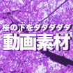 桜の下をダダダダダ動画素材
